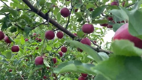 Michigan's apple cider season fun is not canceled at Blake's Orchard and Cider Mill