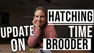 Fun Update On Hatching Time Brooder/ Update on Baby Chicks/ homesteading/ incubation