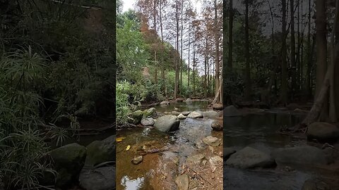 A Crystal Clear Creek That Will Make You Want to Drink from It #shorts