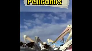 As incríveis aves aquáticas (Pelicanos) #shorts