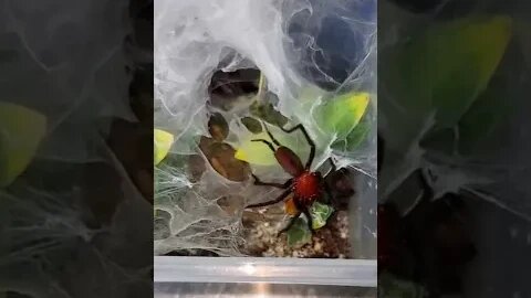 H. oiapoqueae "Black and Red Curtain Web" Feed #shorts