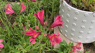 Beautiful Pink Flowers