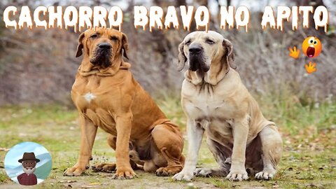 Cachorro Bravo Treinado no Apito