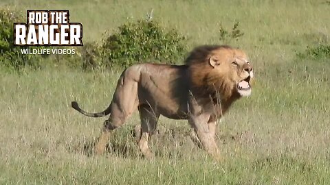 Lion Pride Chased By Invading Males!! | Maasai Mara Safari | Zebra Plains
