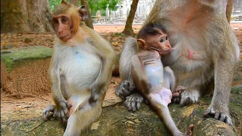 Mother Monkey Suckles Her Cute Baby