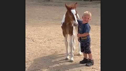 Little Boy & Foal Become Best Buds