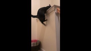 Cat can’t jump
