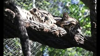 Police investigate after Dallas Zoo missing leopard is found