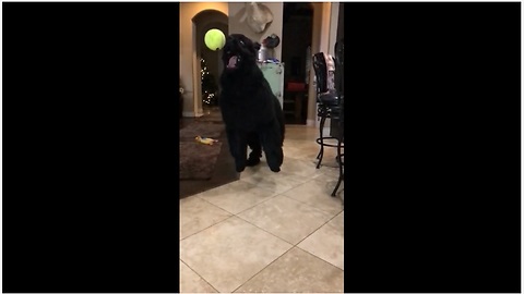 Huge dog has "truly amazing" reflexes