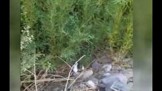 Clark County: Pet rats dumped at Wetlands Park