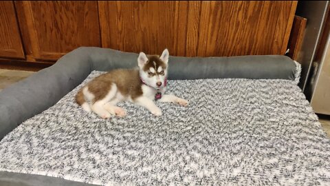 Furhaven Egg Crate Orthopedic Dog Bed