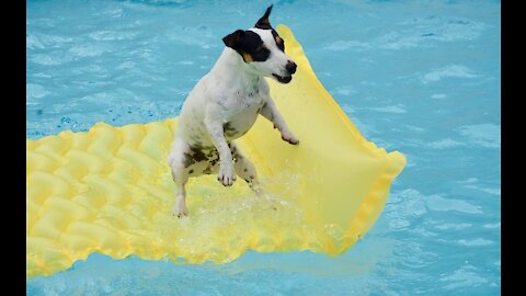 Puppy plays in the pool for the very first time