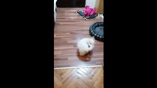 Bichon frise puppy tail run