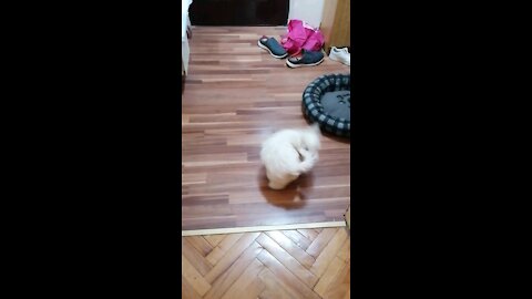 Bichon frise puppy tail run