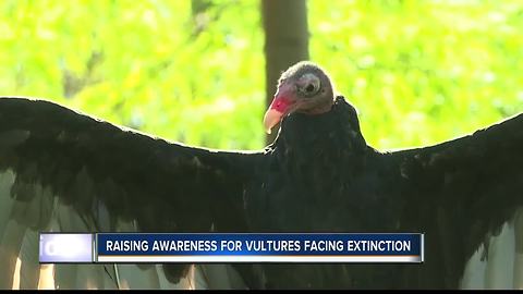 Birds of Prey teaches about declining vulture populations