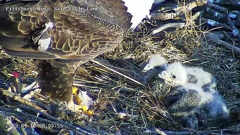 Hays Eagles Dad does Closeup feeding of H19 H20 4.12.23 8:00am