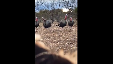 Unexpected end to turkey hunt