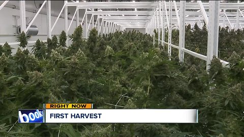 Budding business: Eastlake's medical marijuana plant preps for harvest