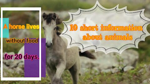 10 Short General Information About Animals, Part 1