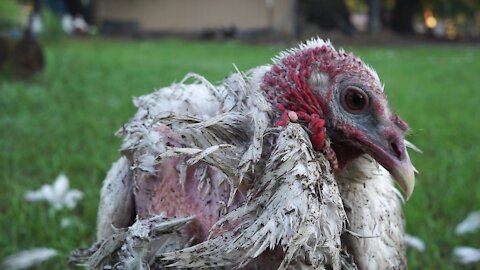 Turkey Attacked by Dogs!!!