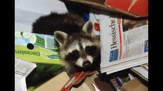 Hungry raccoon breaks into house and eats dog's food