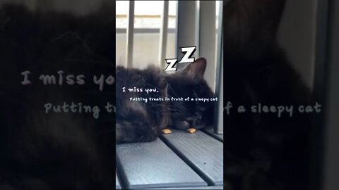 Presenting snacks to a sleeping cat | Cat is Funny #shorts