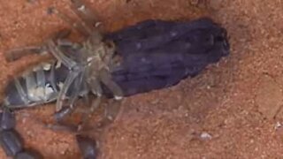 Time-lapse: scorpion discards exoskeleton