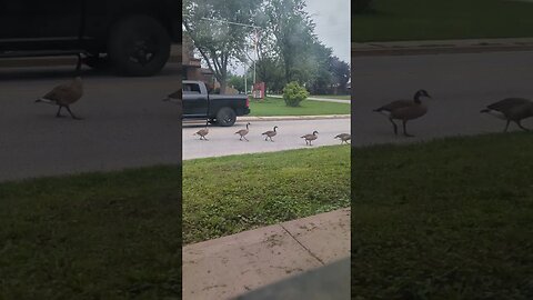 Goose family