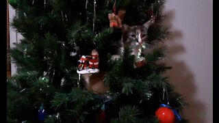 Cat Found in Christmas Tree