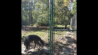 Howling Captive Wolves