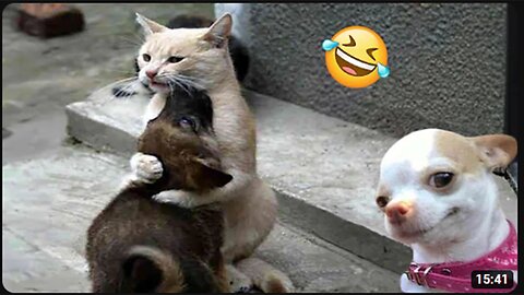 Funniest Cats And Dogs Videos 😁 - Best Funny Animal Videos 2024 🥰#14