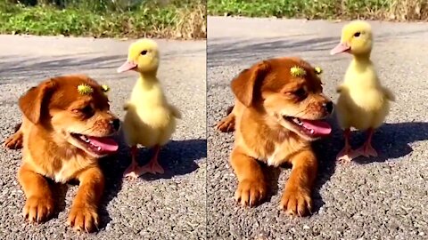 Funny dog baby vs chicken chick comedy 2021