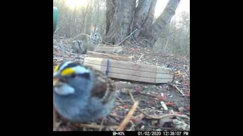 White Throated Sparrow and a Bunny