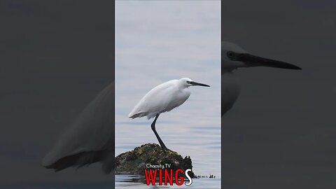 🐧 #WINGS - From Rock to Sky: The Graceful Journey of a Little Egret 🐦