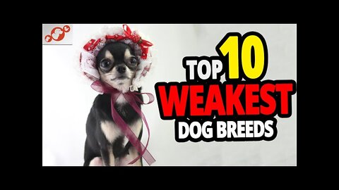 🐕 Weakest Dogs - TOP 10 Weakest Dog Breeds In The World!