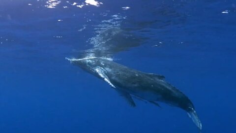 ✅ îles Tonga - Plongée avec les baleines à bosse et leur bébé !