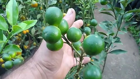 frutífera produzindo em vaso kinkan redonda doce mamey sapoti fruta do milagre Guabiju dovialis doce