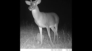 Tennessee Whitetail Bucks #trailcam #deer #nature #shortsvideo