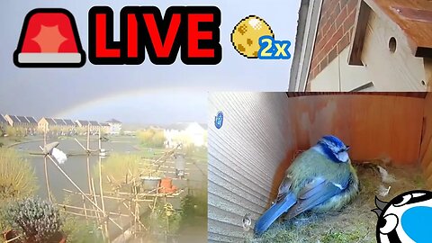🚨13/04/23(Day)🏴󠁧󠁢󠁥󠁮󠁧󠁿Bird Nest Box Second Egg! - Suburban Blue Tit Egg Laying Stage