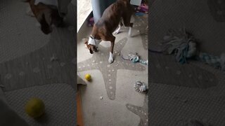 Dog vs lemon