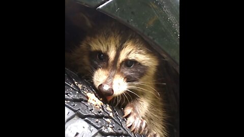 Scared Baby Raccoons Under My Car Tire Well