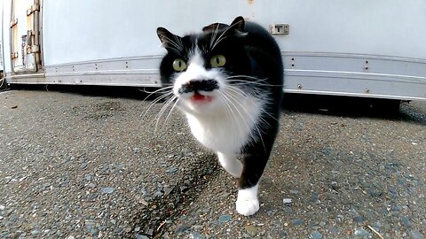 When I went to the fishing port, a bearded bee cat talked to me