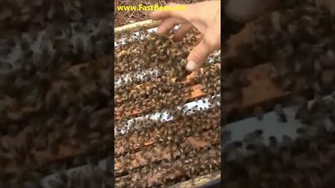 If Bees Reject a New Queen Bee