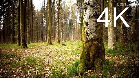4k Forest video