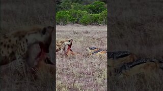 Hyena vs Jackals #shorts | #ShortsAfrica