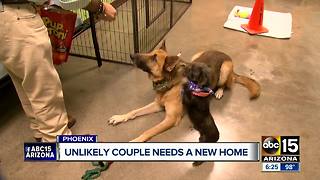 Pair of stray dogs in Phoenix create unlikely friendship