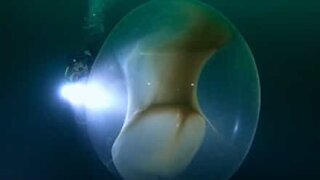 Mergulhadores encontram saco gigante de ovos de lula