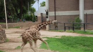 PLAYING IN THE RAIN: Reid Park Zoo giraffes have a wet romp