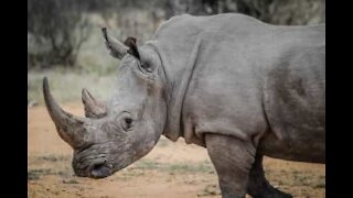 Turistas apanham gigante susto com rinoceronte