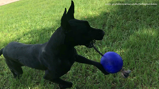 Great Dane Shows Off Jolly Ball Tricks To Puppy